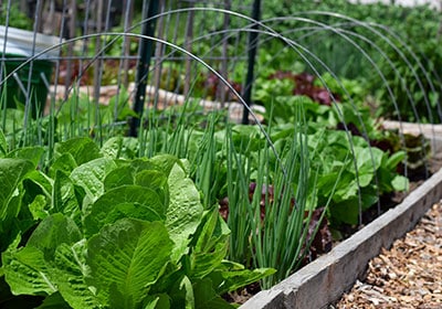 kitchen garden ideas